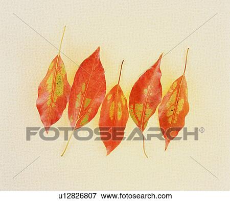 Leaves View Large Photo Image Stock Photo - Leaves. Fotosearch