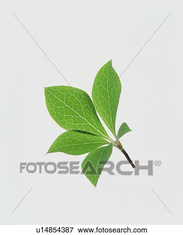 Leaves View Large Photo Image Stock Photo - Leaves. Fotosearch