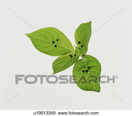 Stock Photo - Leaves. Fotosearch