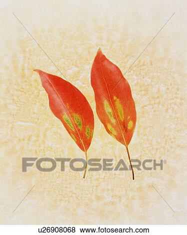 Stock Photo - Leaves. Fotosearch
