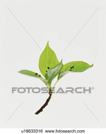 Leaves View Large Photo Image Stock Photograph - Leaves. Fotosearch