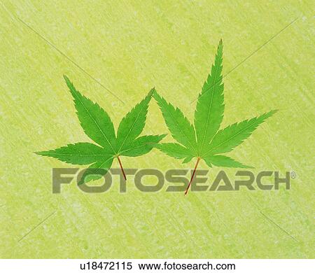 Leaves View Large Photo Image Stock Photography - Leaves. Fotosearch