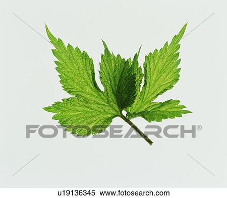 Stock Photography - Leaves. Fotosearch