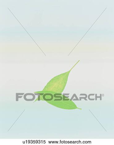 Leaves View Large Photo Image Stock Photography - Leaves. Fotosearch