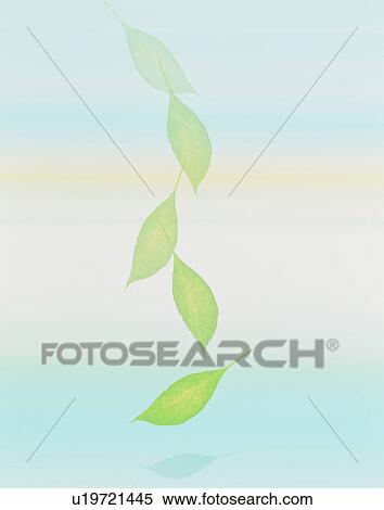 Stock Photography - Leaves. Fotosearch