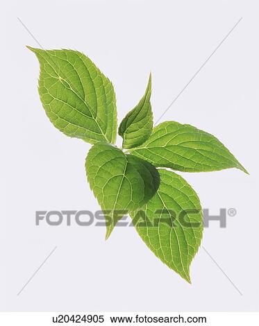 Stock Photography - Leaves. Fotosearch