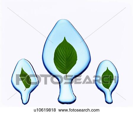 Stock Photo - Leaves surrounded by water. Fotosearch