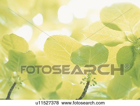 Leaves, Tochigi Prefecture, Honshu, Japan View Large Photo Image Stock Photo - Leaves, Tochigi Prefecture, Honshu, Japan. Fotosearch