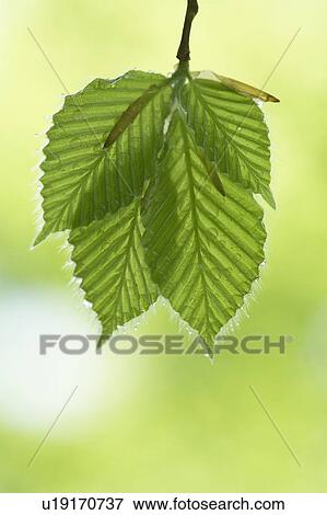 Leaves with dew drops View Large Photo Image Stock Photo - Leaves with dew drops. Fotosearch