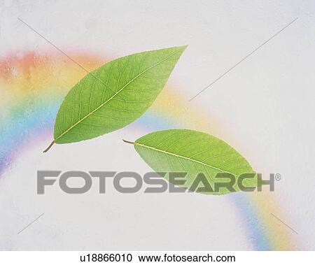 Stock Image - Leaves with rainbow in background. Fotosearch