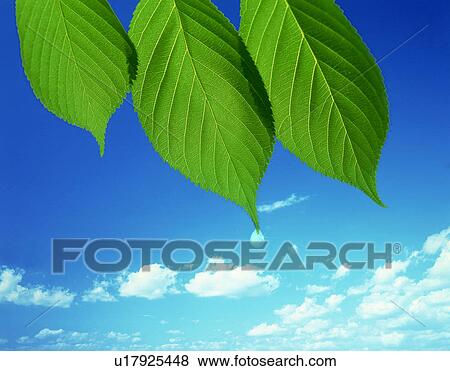 Stock Photo - Leaves with water droplet against clouds in blue sky. Fotosearch