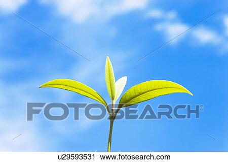 Lemon myrtle leaves under a blue sky View Large Photo Image Stock Image - Lemon myrtle leaves under a blue sky. Fotosearch