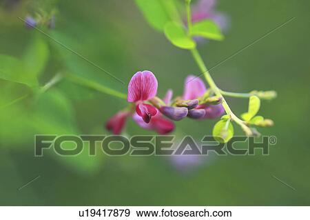 Stock Photo - Lespedeza bicolor. Fotosearch