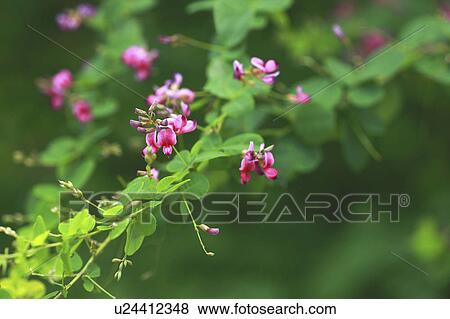 Stock Photo - Lespedeza bicolor. Fotosearch