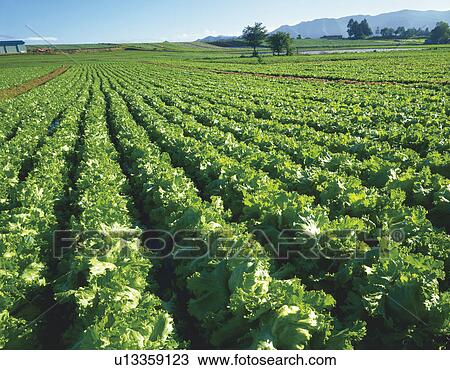Lettuce field, Kawakami-son, Nagano Prefecture, Japan View Large Photo Image Stock Image - Lettuce field, Kawakami-son, Nagano Prefecture, Japan. Fotosearch