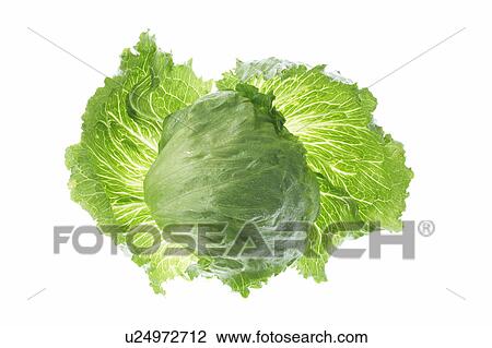 Stock Image - Lettuce, white background. Fotosearch