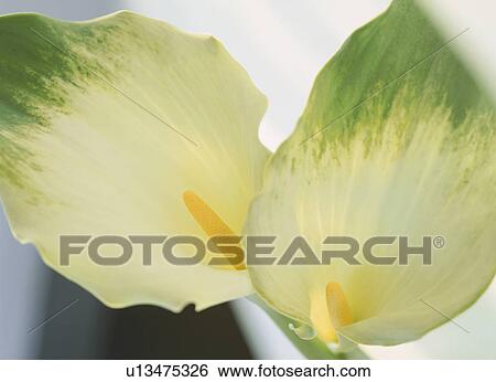 Stock Photograph - Lilies. Fotosearch