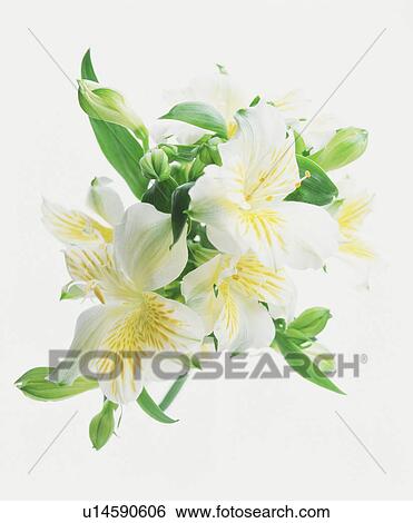 Lilies View Large Photo Image Stock Photograph - Lilies. Fotosearch