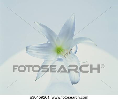 Lily in a vase View Large Photo Image Stock Image - Lily in a vase. Fotosearch