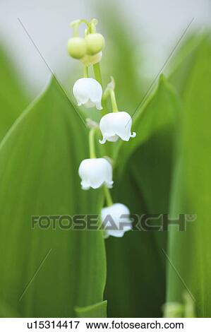 Stock Photo - Lily of the valley. Fotosearch