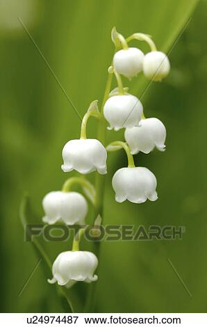Lily of the valley View Large Photo Image Stock Photo - Lily of the valley. Fotosearch