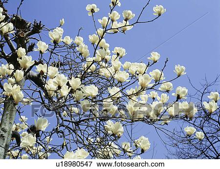 Lily of the Valley tree, Tochigi Prefecture, Japan View Large Photo Image Stock Photo - Lily of the Valley tree, Tochigi Prefecture, Japan. Fotosearch