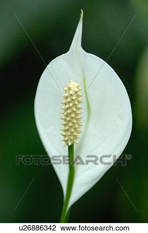 Lily View Large Photo Image Stock Image - Lily. Fotosearch