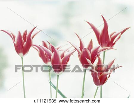 Stock Photography - Lily tulips. Fotosearch