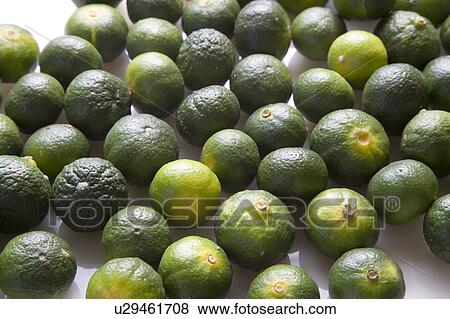 Limes View Large Photo Image Stock Photo - Limes. Fotosearch