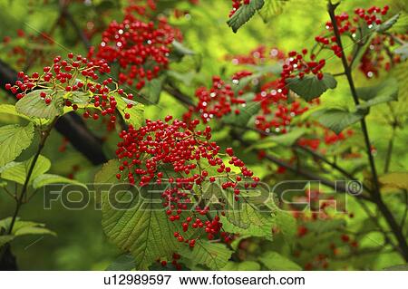 Linden arrowwood berries View Large Photo Image Stock Photo - Linden arrowwood berries. Fotosearch