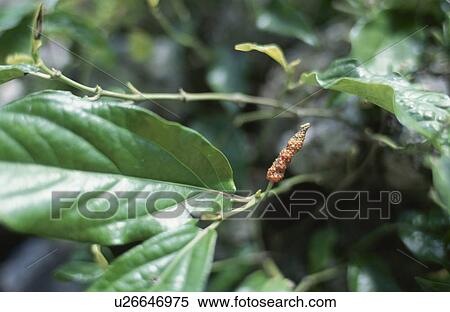 Long pepper growing on a vine View Large Photo Image Stock Photography - Long pepper growing on a vine. Fotosearch