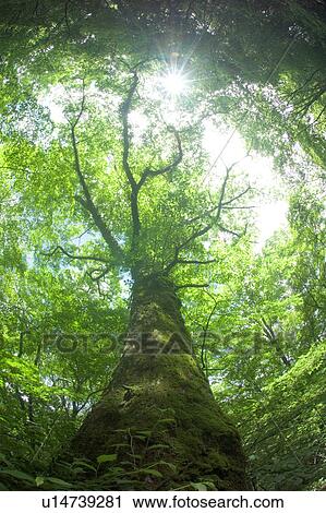 Low angle view of a tree, Karuizawa, Nagano Prefecture, Japan View Large Photo Image Stock Image - Low angle view of a tree, Karuizawa, Nagano Prefecture, Japan. Fotosearch