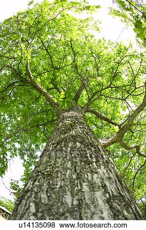 Stock Photo - Low angle view of a tree, Karuizawa, Nagano Prefecture, Japan. Fotosearch