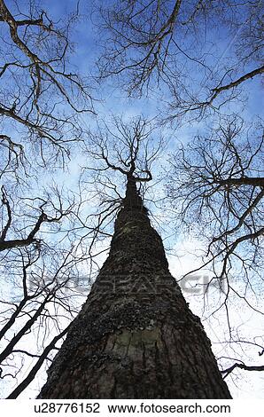 Stock Image - Low angle view of a tree trunk and branches, Kitashiobara, Fukushima Prefecture, Japan. Fotosearch