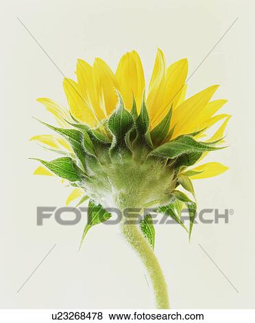 Stock Photo - Low Angle View of Sunflower. Fotosearch