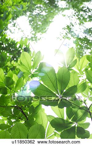 Stock Image - Low angle view of trees. Fotosearch
