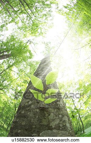 Stock Image - Low angle view of trees. Fotosearch