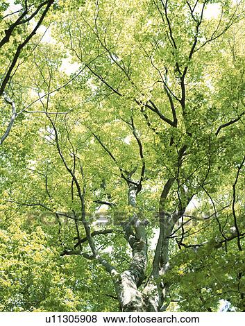 Stock Photo - Low angle view of trees. Fotosearch