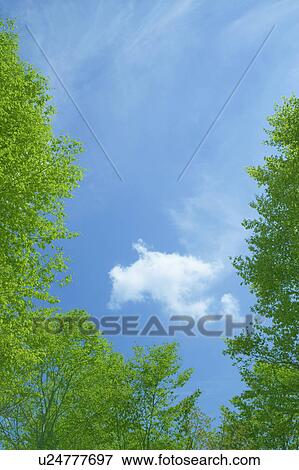 Low angle view of trees, Yamagata Prefecture, Honshu, Japan View Large Photo Image Stock Photo - Low angle view of trees, Yamagata Prefecture, Honshu, Japan. Fotosearch