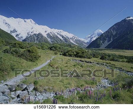 Lupins in front of Mt Cook, New Zealand View Large Photo Image Stock Photograph - Lupins in front of Mt Cook, New Zealand. Fotosearch