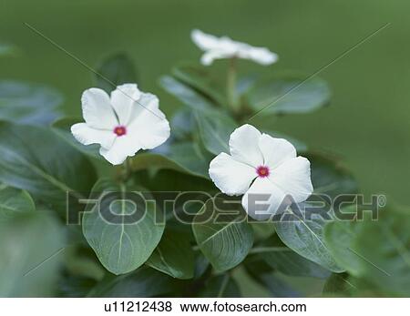 Madagascar periwinkles View Large Photo Image Stock Photo - Madagascar periwinkles. Fotosearch