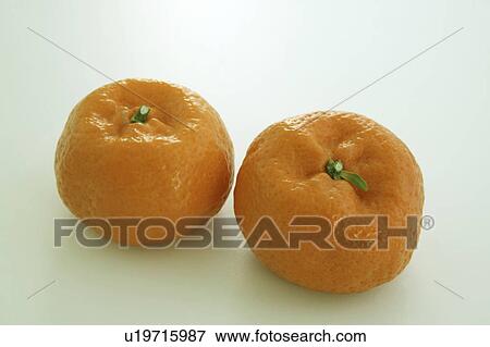 Mandarins from Kagoshima View Large Photo Image Stock Photo - Mandarins from Kagoshima. Fotosearch