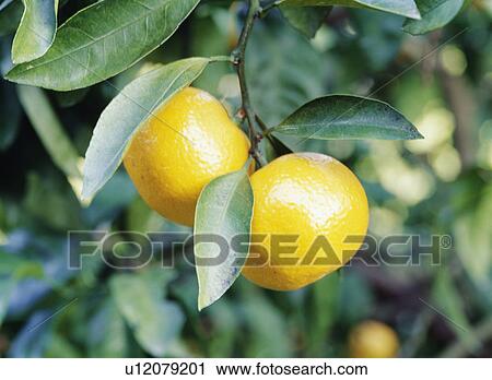 Stock Image - Mandarins. Fotosearch