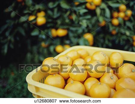 Mandarins View Large Photo Image Stock Photo - Mandarins. Fotosearch