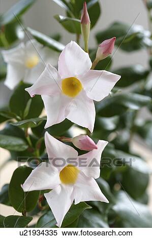 Mandevilla View Large Photo Image Stock Photography - Mandevilla. Fotosearch