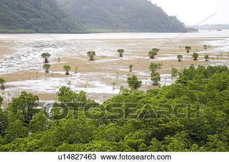 Stock Image - Mangrove trees, Iriomote Island, Okinawa Prefecture, Japan. Fotosearch