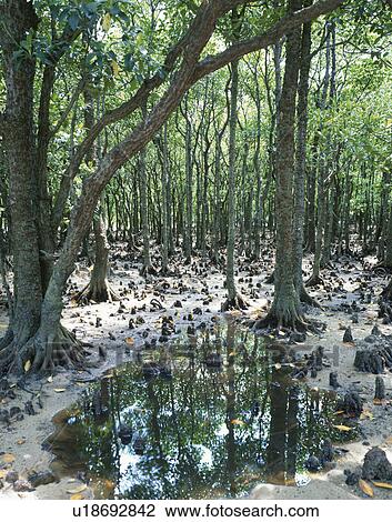 Stock Image - Mangrove trees, Ishigaki Island, Okinawa Prefecture, Japan. Fotosearch