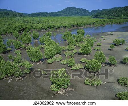 Mangroves at low tide, Urauchi river, Iriomote Island, Okinawa Prefecture, Japan View Large Photo Image Stock Image - Mangroves at low tide, Urauchi river, Iriomote Island, Okinawa Prefecture, Japan. Fotosearch