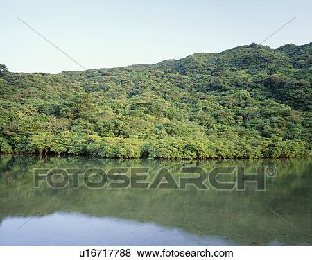 Mangroves. Iriomote Island, Okinawa Prefecture, Japan View Large Photo Image Stock Photo - Mangroves. Iriomote Island, Okinawa Prefecture, Japan. Fotosearch