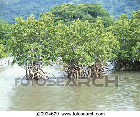 Mangroves of Fukito River. Ishigaki island, Okinawa Prefecture, Japan View Large Photo Image Stock Photo - Mangroves of Fukito River. Ishigaki island, Okinawa Prefecture, Japan. Fotosearch